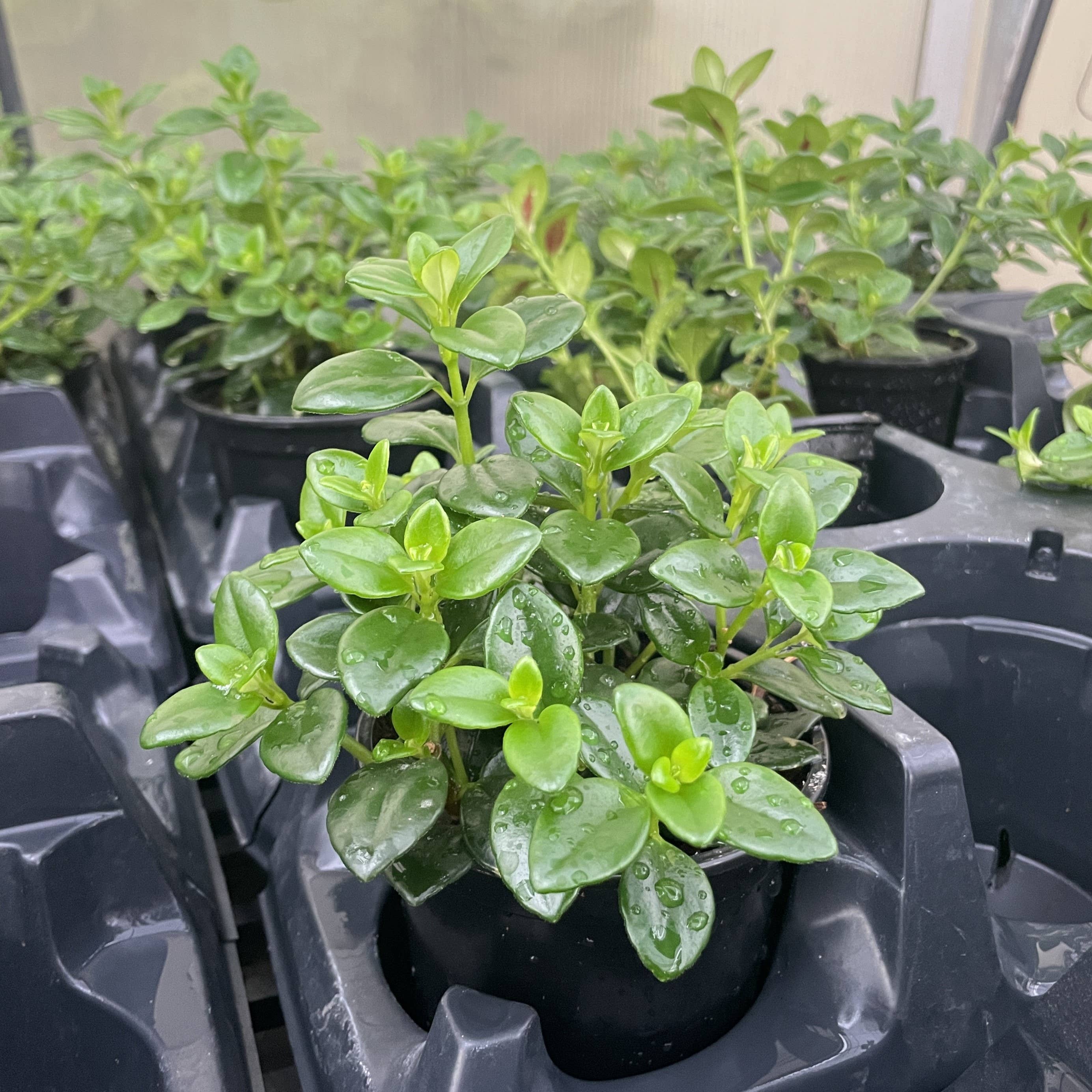 Thorsen's Greenhouse - Wholesale Live Plant - Goldfish Plant - Live Plant5