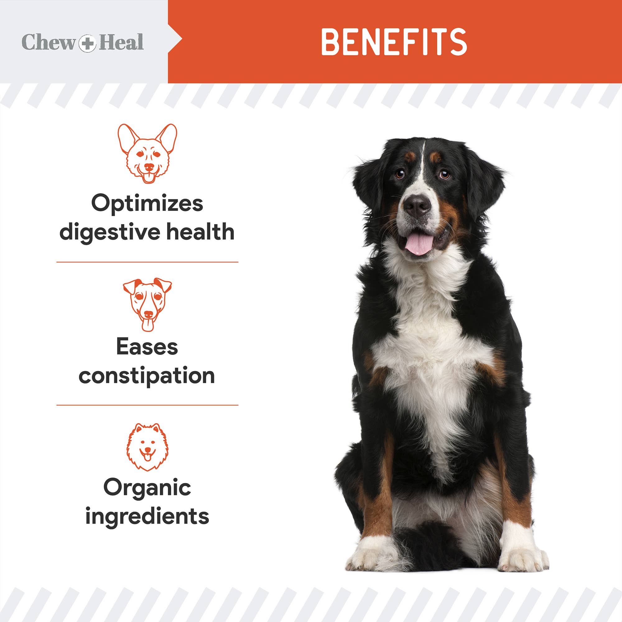 Chew + Heal - Venta al por mayor Suplemento - Perros - Mezcla orgánica en polvo de calabaza para perros, defensa digestiva8