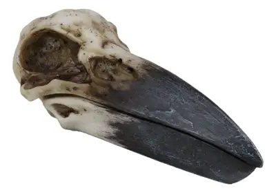 Pacific Trading – wholesale Decorative box – Raven Skull Box2