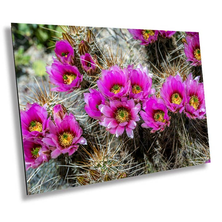 Prickly Beauty: Hedgehog Cactus Flower Metal Canvas Print Echinocereus Wall Art Arizona Desert Photography for wholesale by Images By Cheri