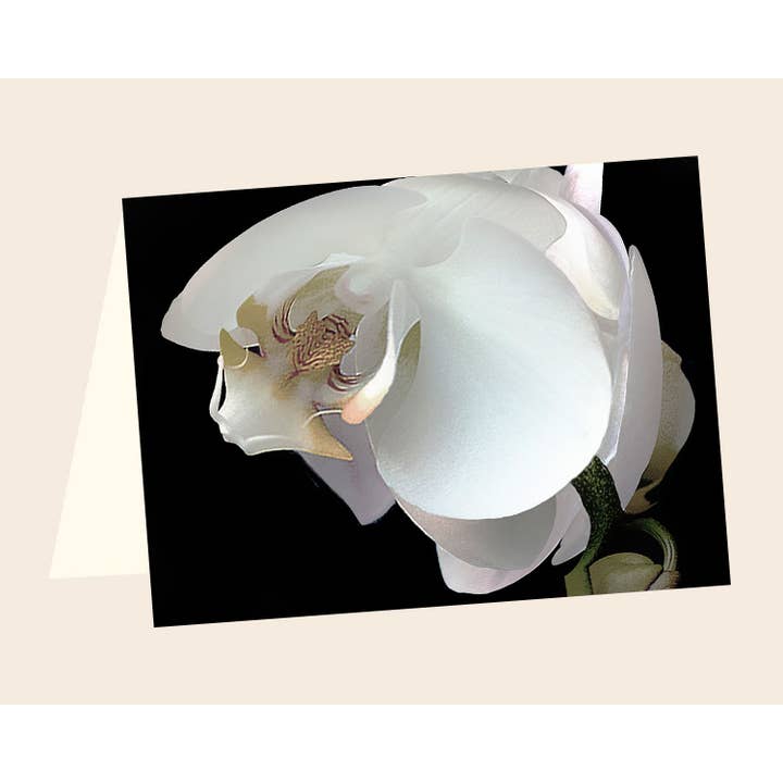 ENCL orchidea n.19 per la vendita all'ingrosso da parte di Line Five Studio