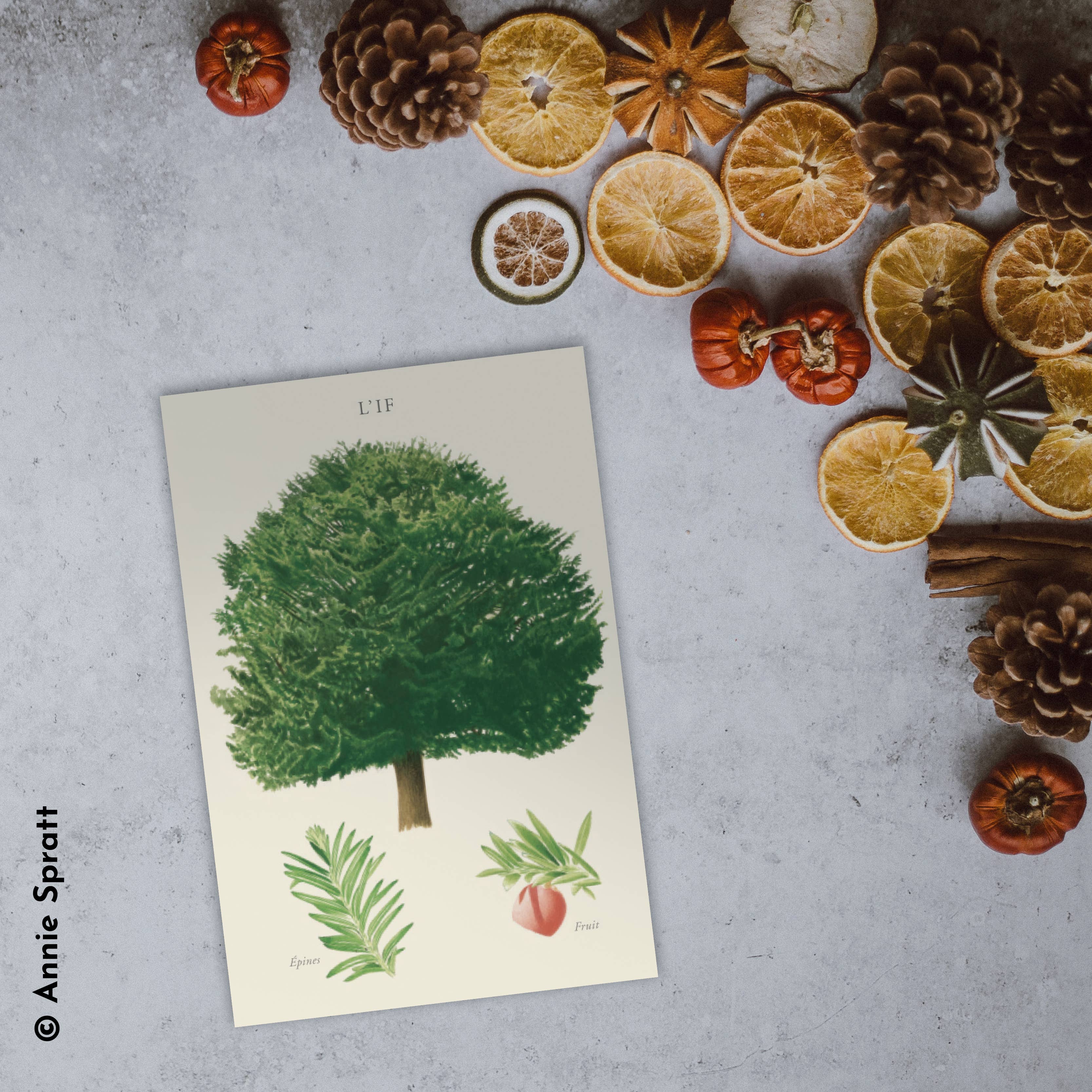 Longue-vue - Wholesale Ansichtkaart - If - Ansichtkaart1