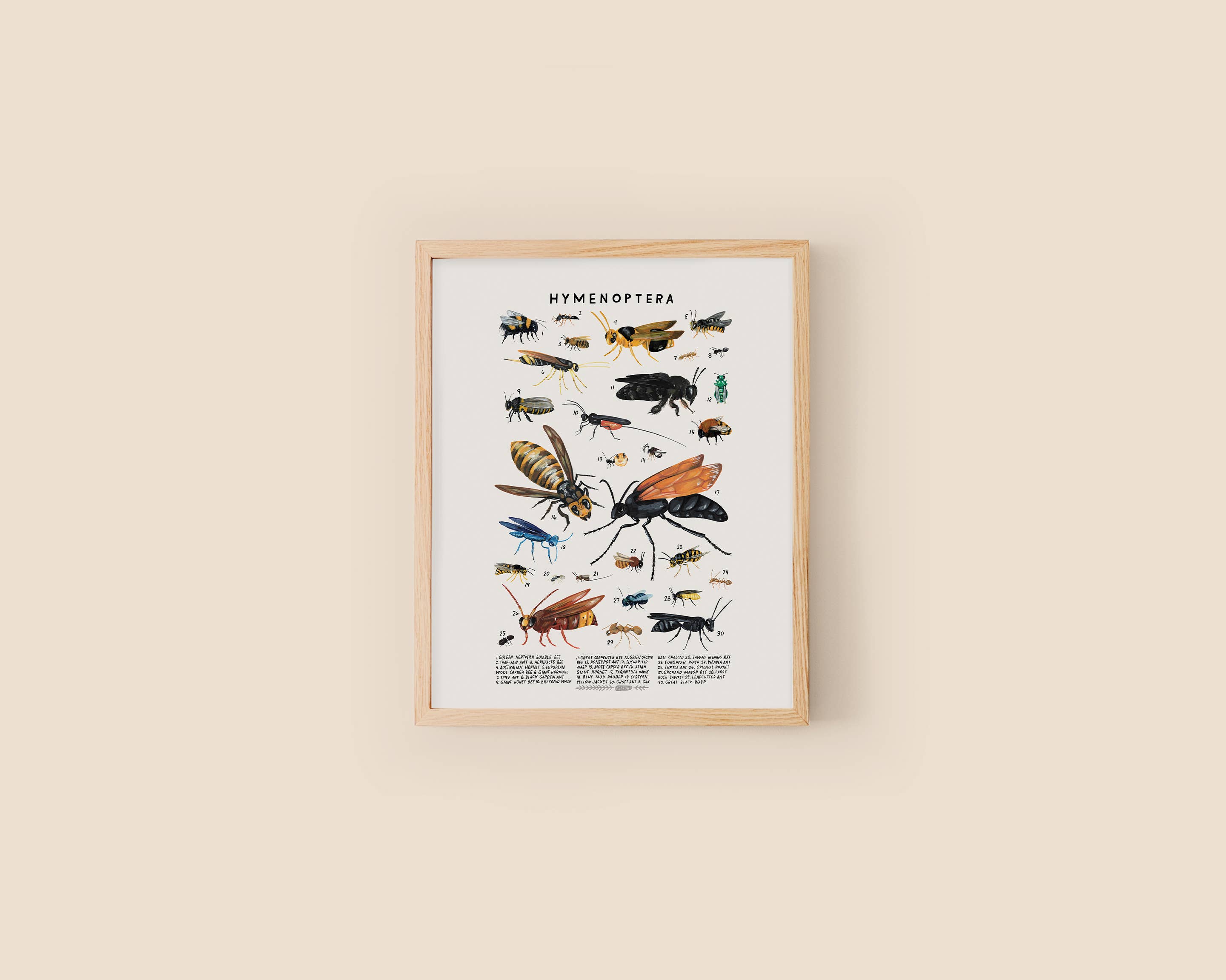 Kelzuki – wholesale Art print – Hymenoptera: Bees, Wasps1