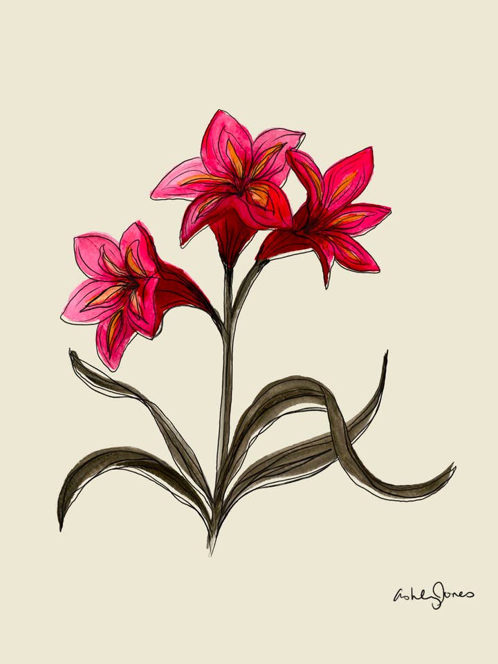Amaryllis Art Print for wholesale by Covered With Art