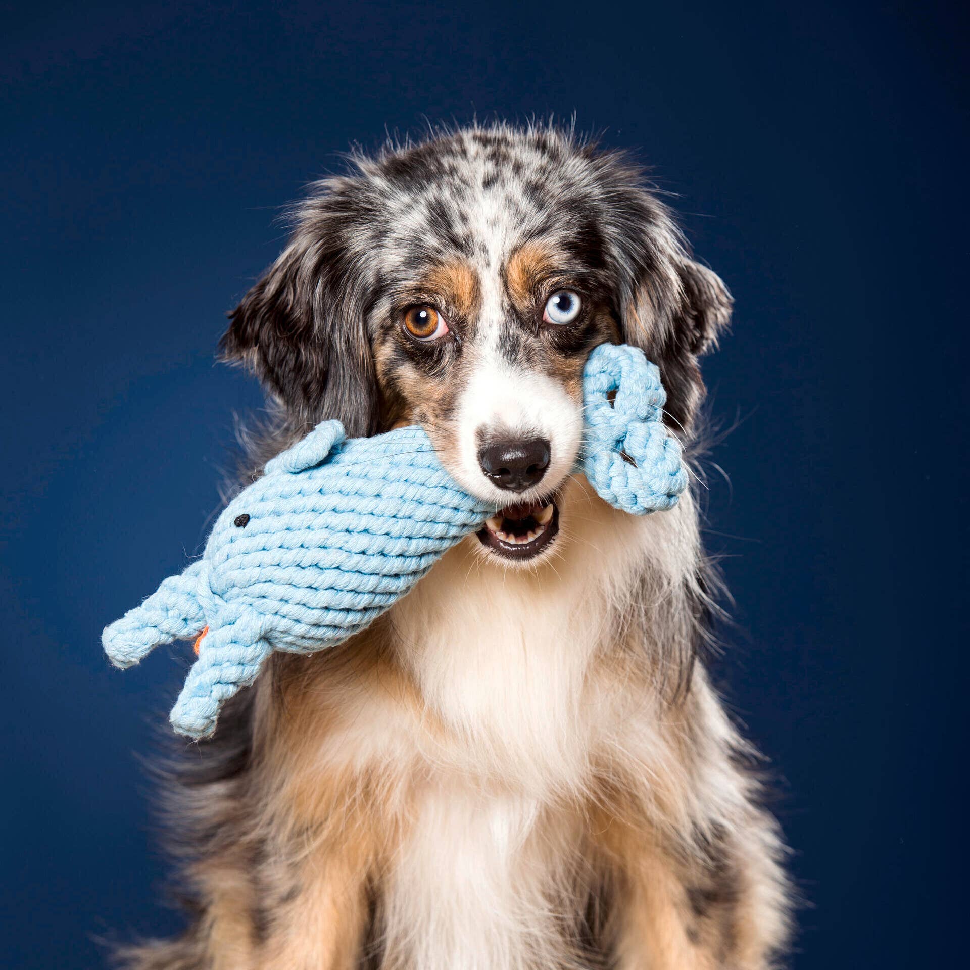 LABONI - Volentis GmbH - Vendita all'ingrosso Giocattolo da masticare - Cani - DIDI DELFINO – L'intrattenitore cult con talento per il gioco6