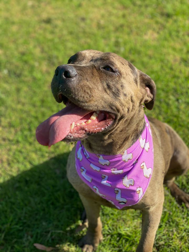 Bosco & Co Cooling Bandana: Pink Alpaca for wholesale by Bosco & Co