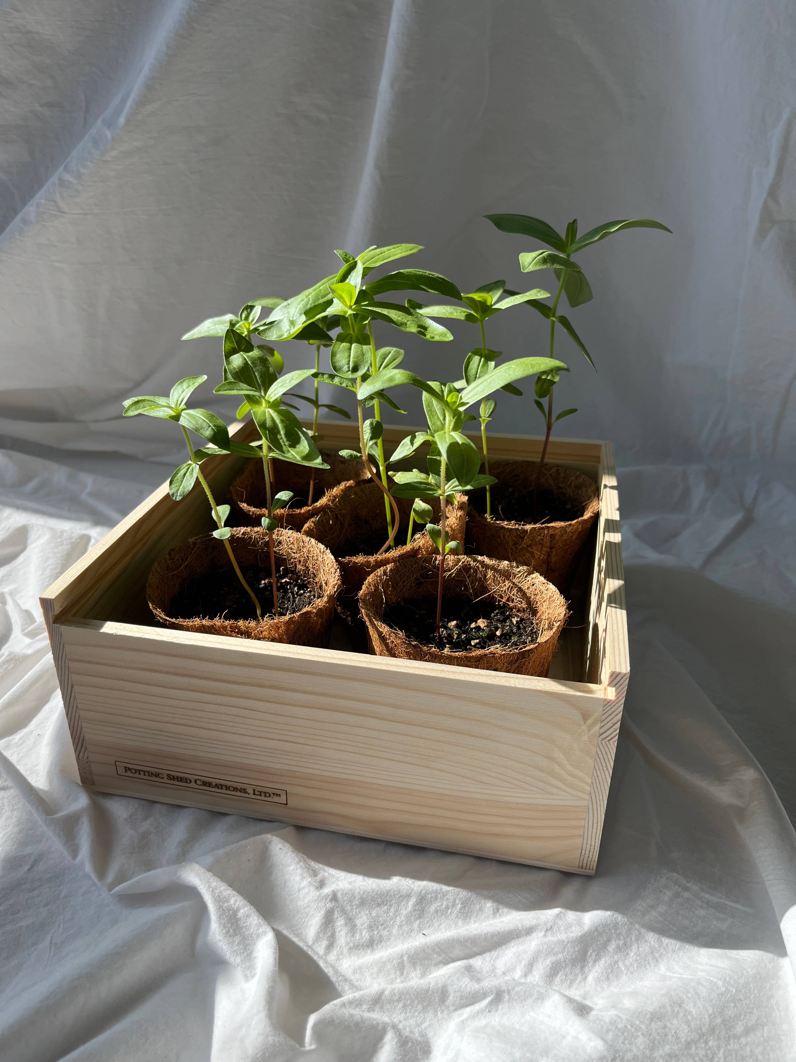 Potting Shed Creations, Ltd. - Wholesale Plant Seeds - NEW Flower Cutting Garden Box | Mixed Zinnia 6