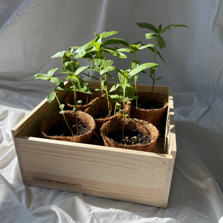 Potting Shed Creations, Ltd. - Wholesale Plant Seeds - NEW Flower Cutting Garden Box | Mixed Zinnia 6