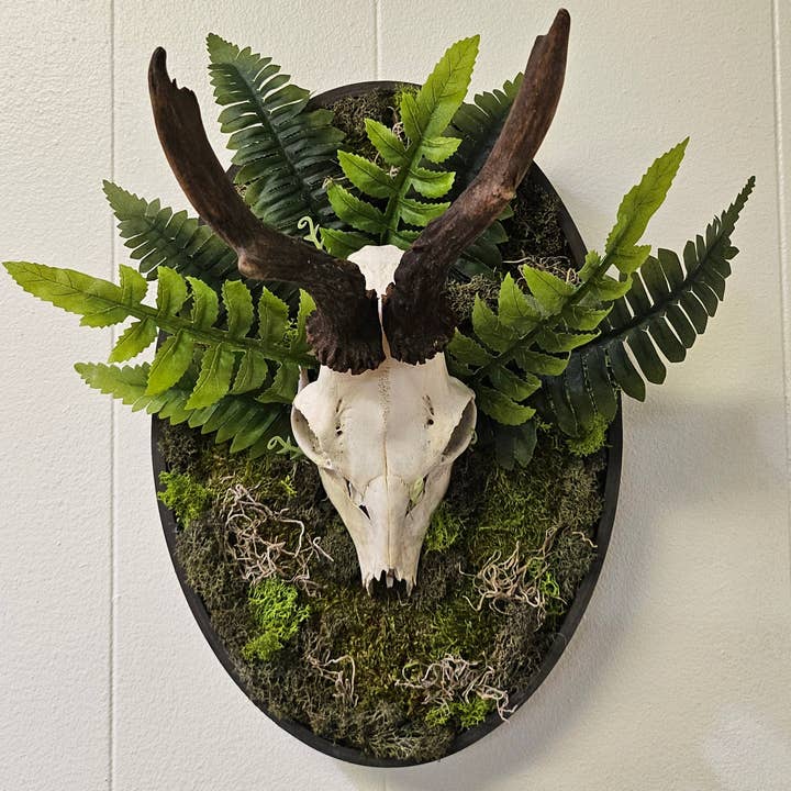 Jungle Relics – Großhandel 3D-Wandkunst – Reklamation: Gerahmter Rehschädel I und II 14"x9" Mixed-Media-Mooskunst