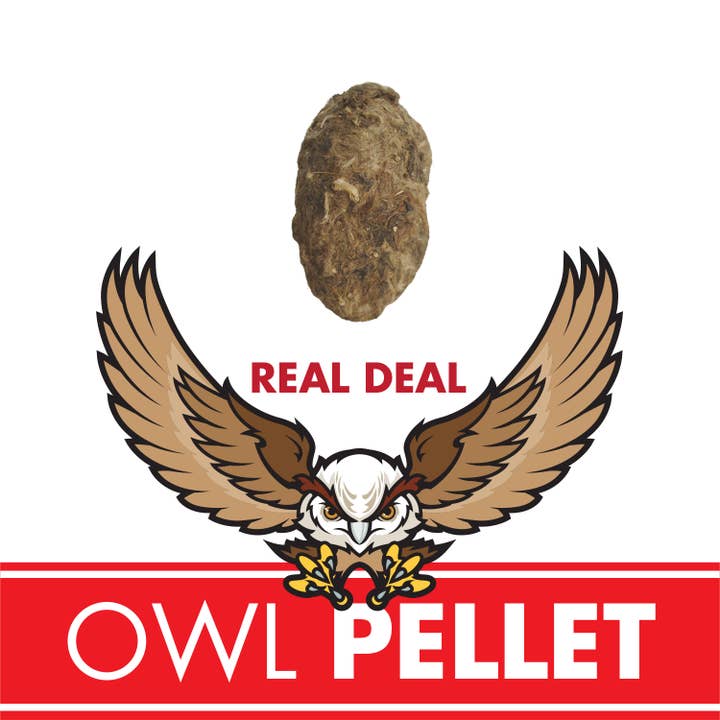 Copernicus Toys - Wholesale Toy Set - Kids - Owl Pellet | Compact Curiosities Dissection Kit Science Demo