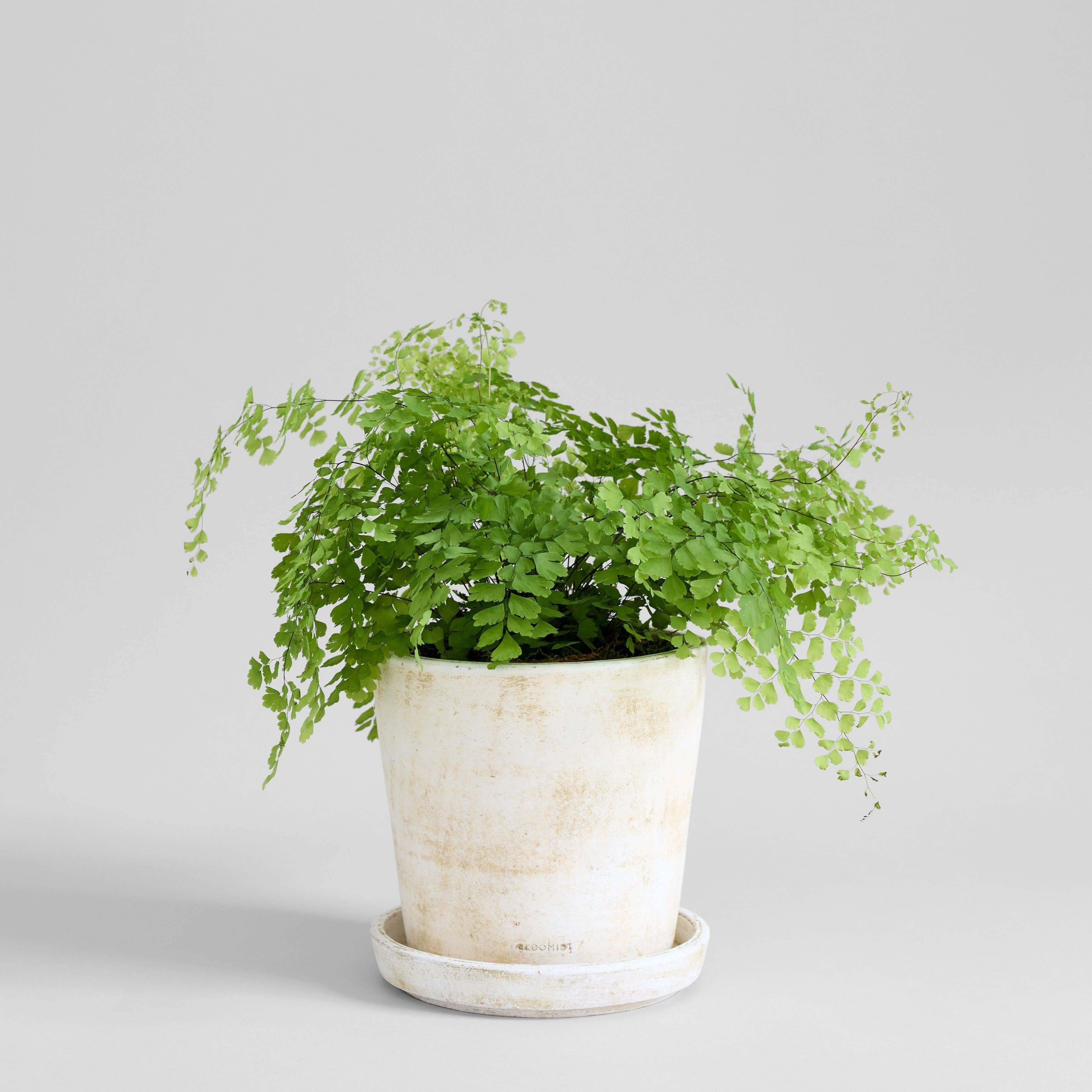 Bloomist - Wholesale Plant Pot - Basic Planter, White Patina4