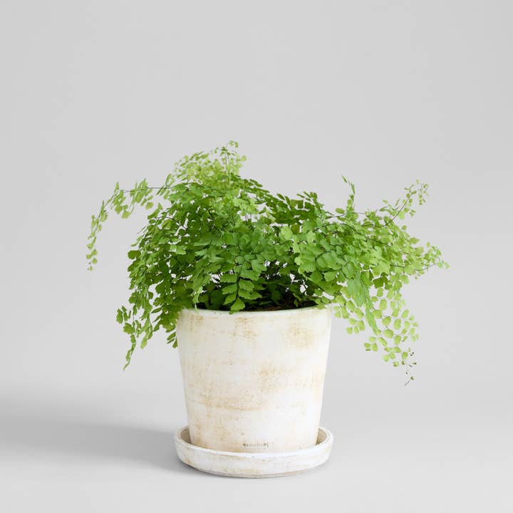 Bloomist - Wholesale Plant Pot - Basic Planter, White Patina4