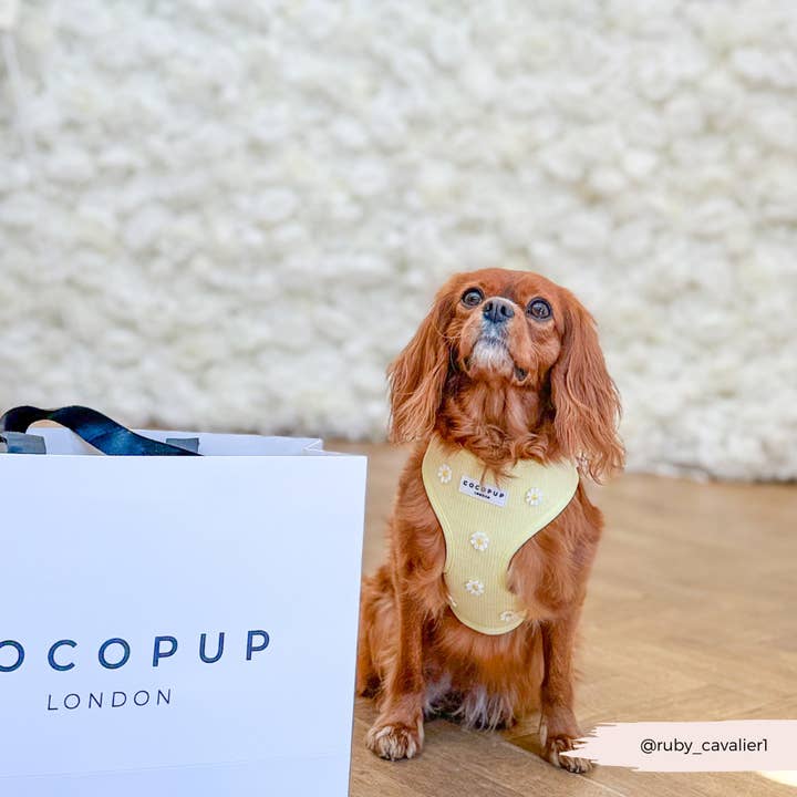 Cocopup London - Wholesale Pet Harness - Dog - Buttercup Pup Adjustable Neck HARNESS34