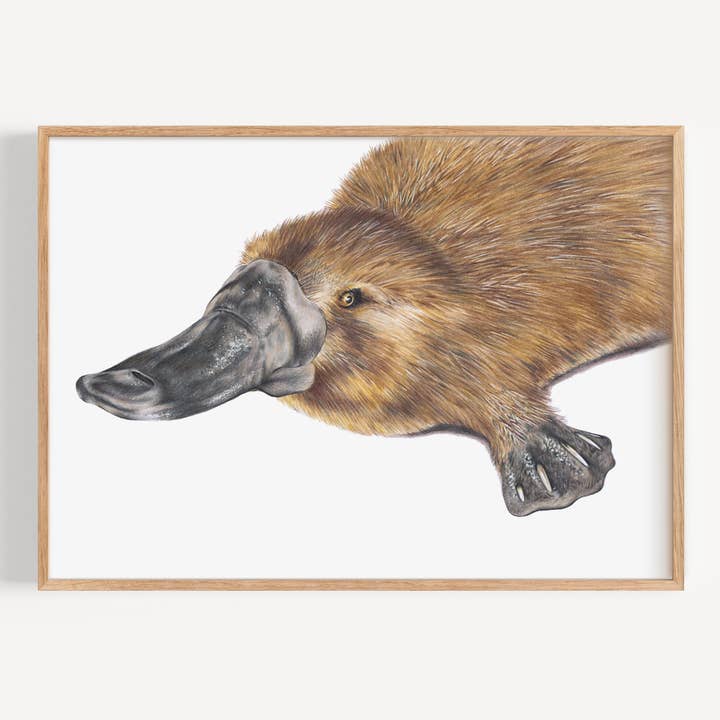 Platypus - Fine Art Print for wholesale by Hayley Wilson
