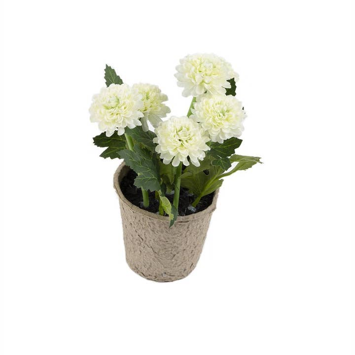 Closer2Nature – wholesale Artificial flowers – Artificial 18cm White Chrysanthemum Plant with Gift Box4