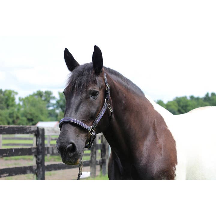 JPC Equestrian - Wholesale Horseback Riding Gear - Henri de Rivel Padded Jewel Halter - Horseback Riding Gear5