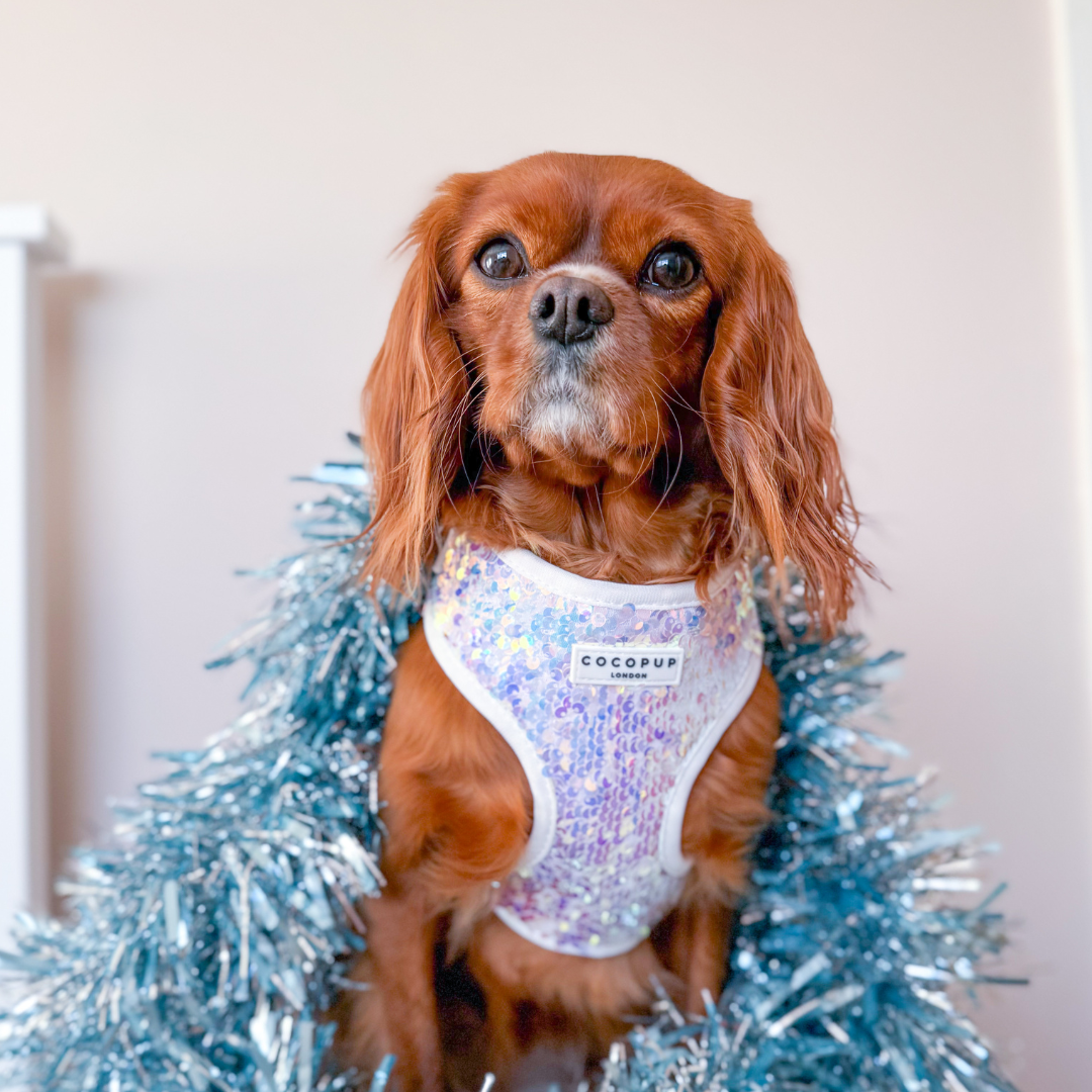 Cocopup London - Vendita all'ingrosso Pettorina - Cani - Imbracatura LUXE Party con Paillettes Olografiche25