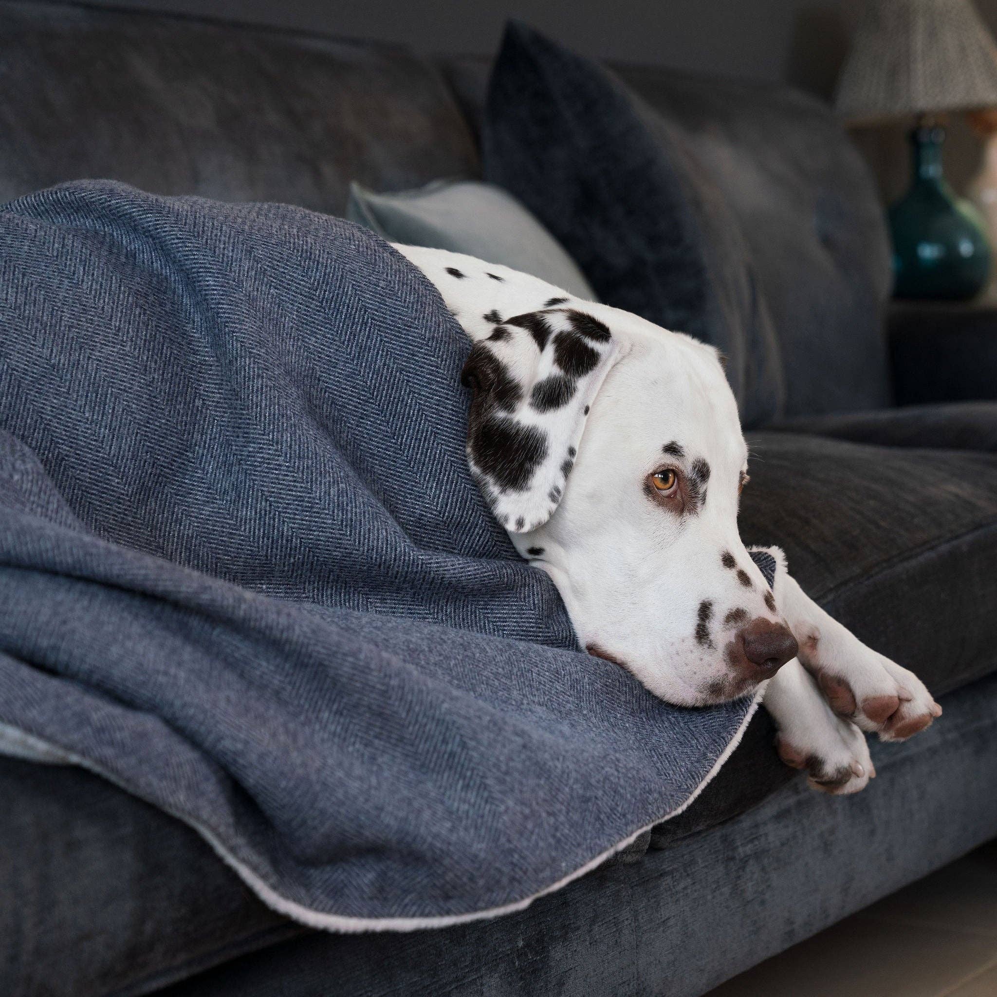 Lords and Labradors - Venta al por mayor Manta - Perros - Manta de tweed en espiga para perros y cachorros8