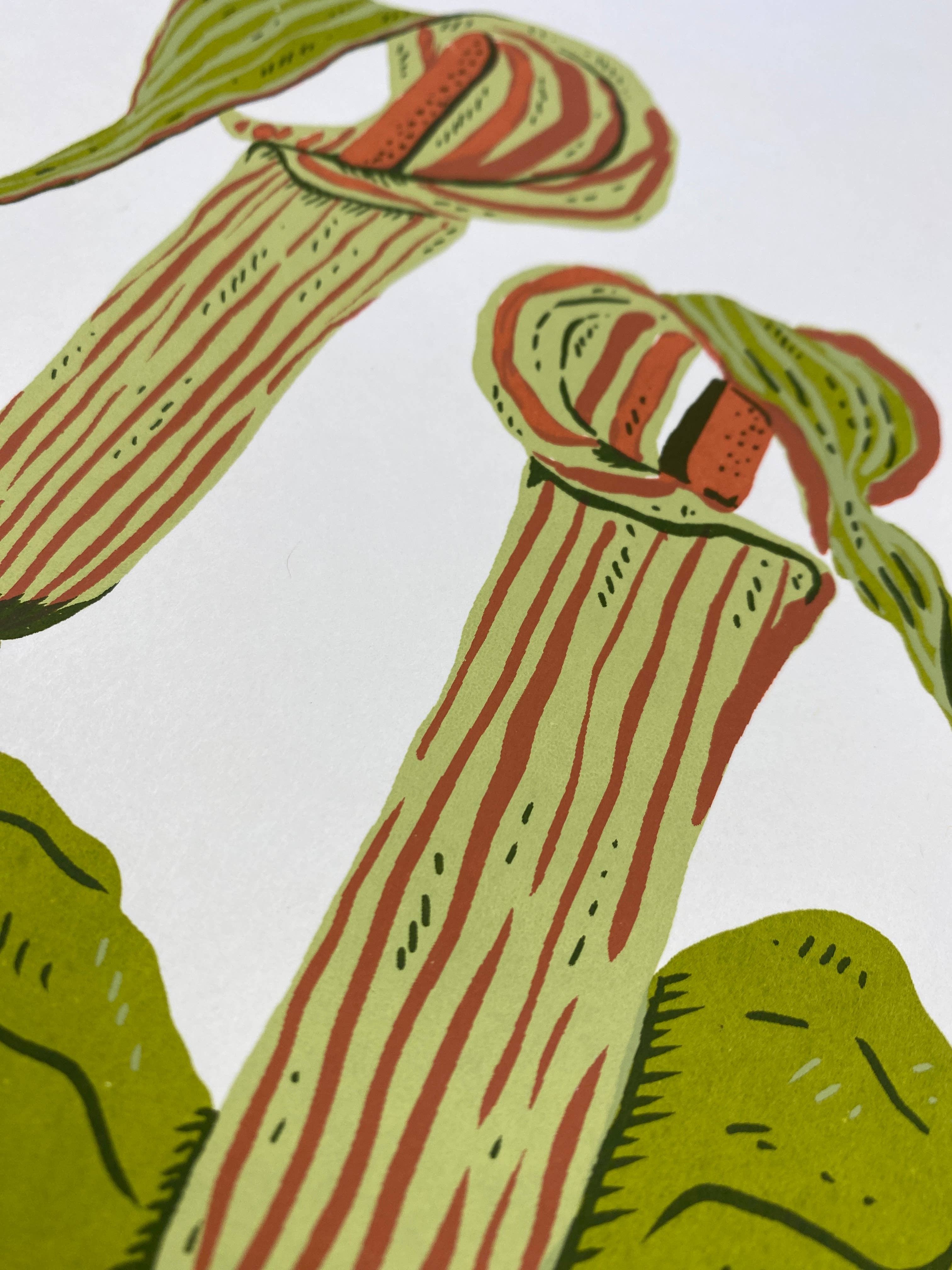 Stacey Malasky - Wholesale Art Print - Jack-in-the-pulpit Print1