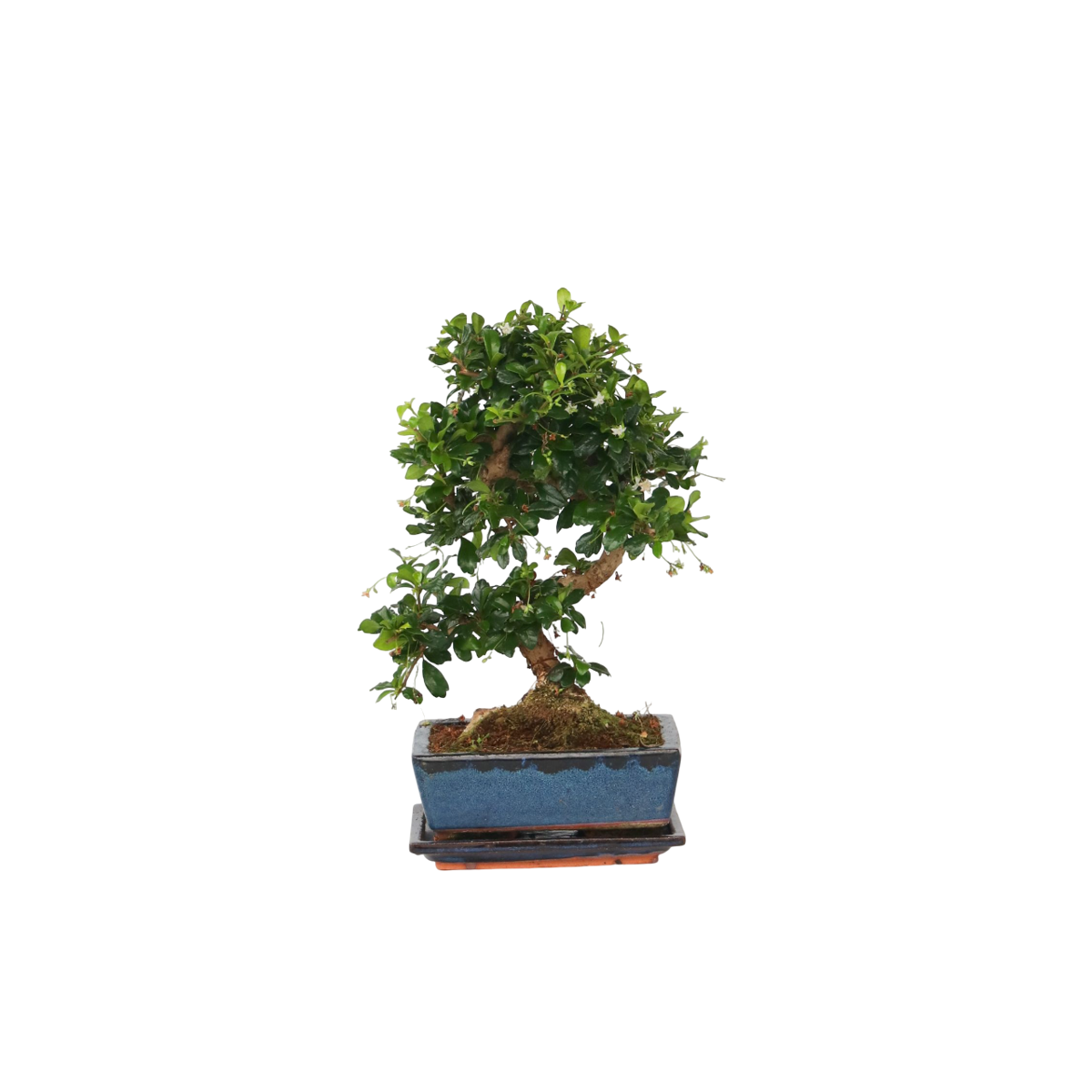 Oasis of Life - Wholesale Live Plant - Bonsai Tree – Carmona Microphylla – Height 20–30cm – Ø15cm – Genuine Fukien Tea Bonsai with Elegant S-Shape – Low-Maintenance Houseplant in Ceramic Pot – Decorative & Long-Lasting0