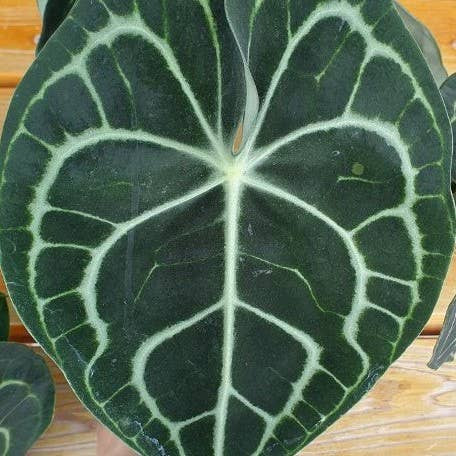 OrchidBox - Wholesale Live Plant - Anthurium Clarinervium 3.0" | Rare Houseplant