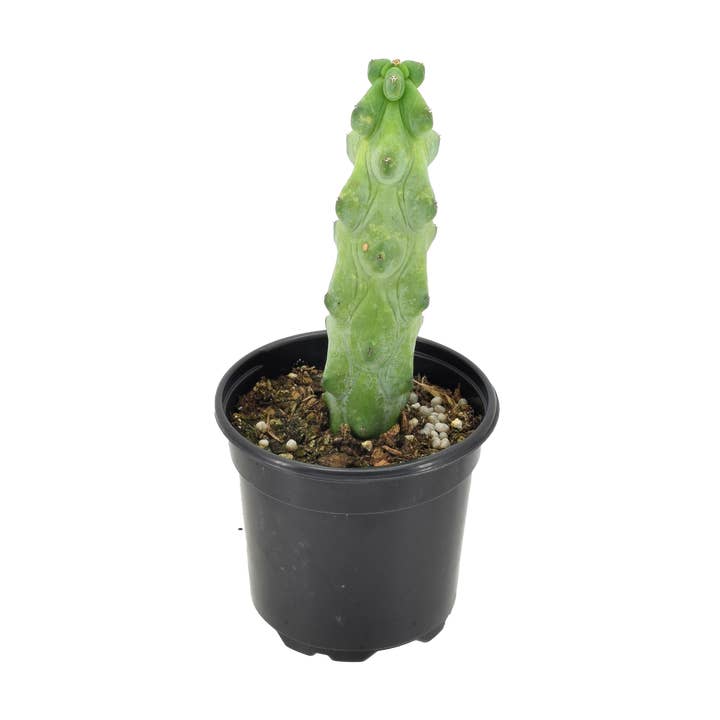 Arcadia Garden Products - Wholesale Live Plant - Cactus Boobie 4 inch Grower Pot0
