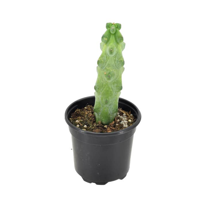 Cactus Boobie 4 inch Grower Pot for wholesale by Arcadia Garden Products
