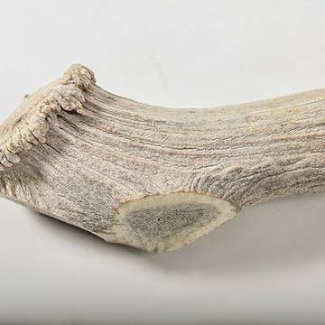 QT Dog, LLC - Wholesale Pet Chew Toy - Dog - Antlerz