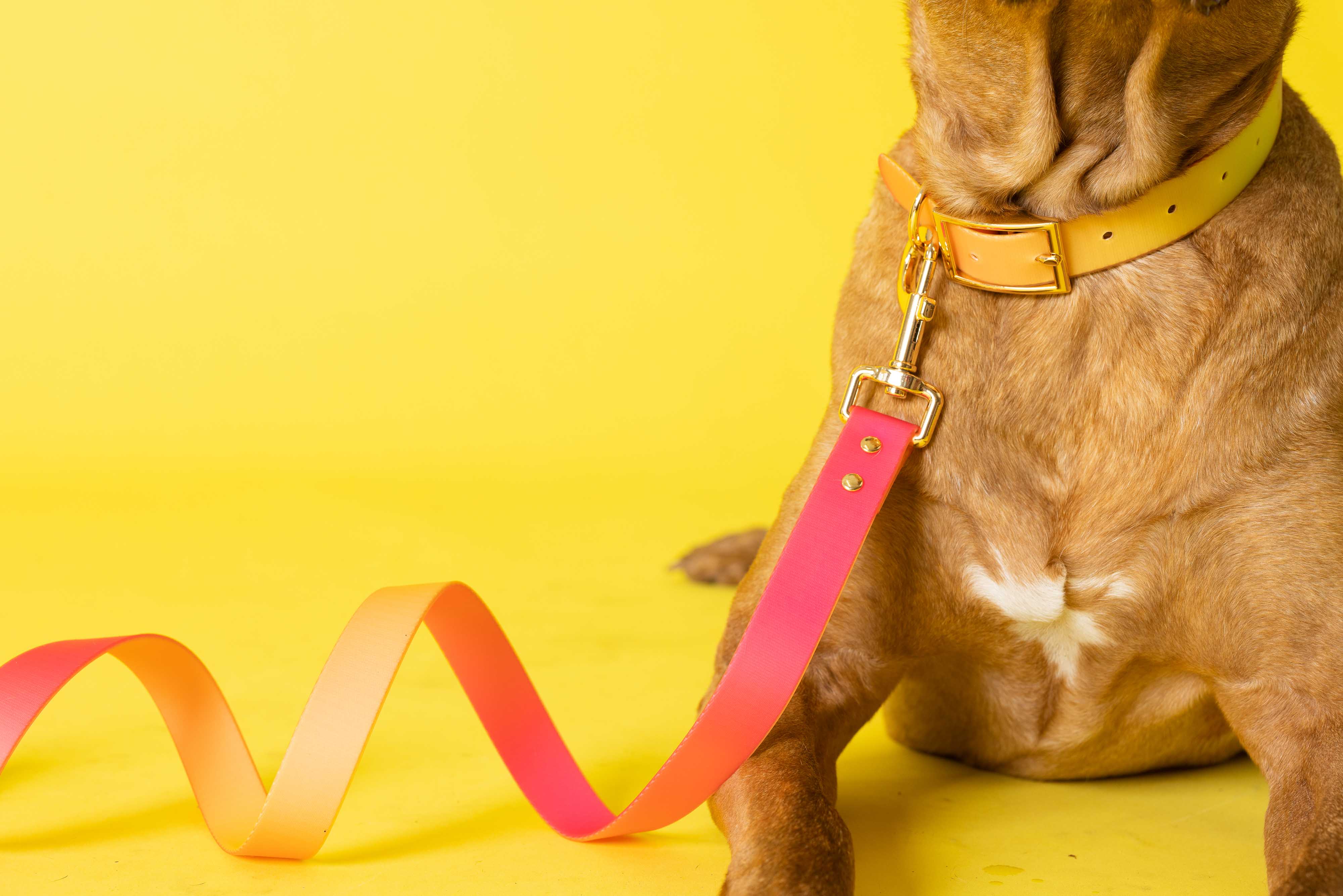 Pink Papyrus | Premium, Durable, & Stylish Dog Products – coleira - Cão por atacado – Coleira para Cão à Prova de Água e Fácil de Limpar Katelin All Weather15