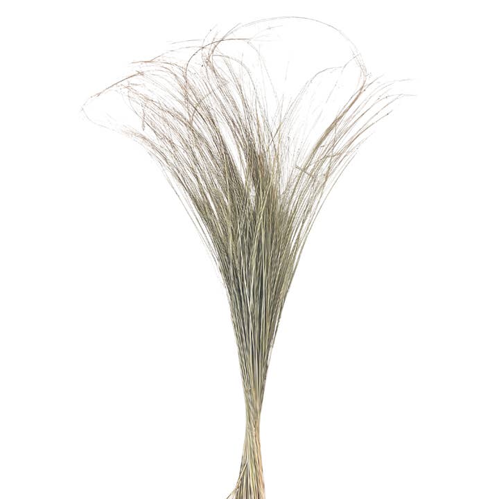Botanico Ltd. – wholesale Dried/pressed flowers – Beach Grass