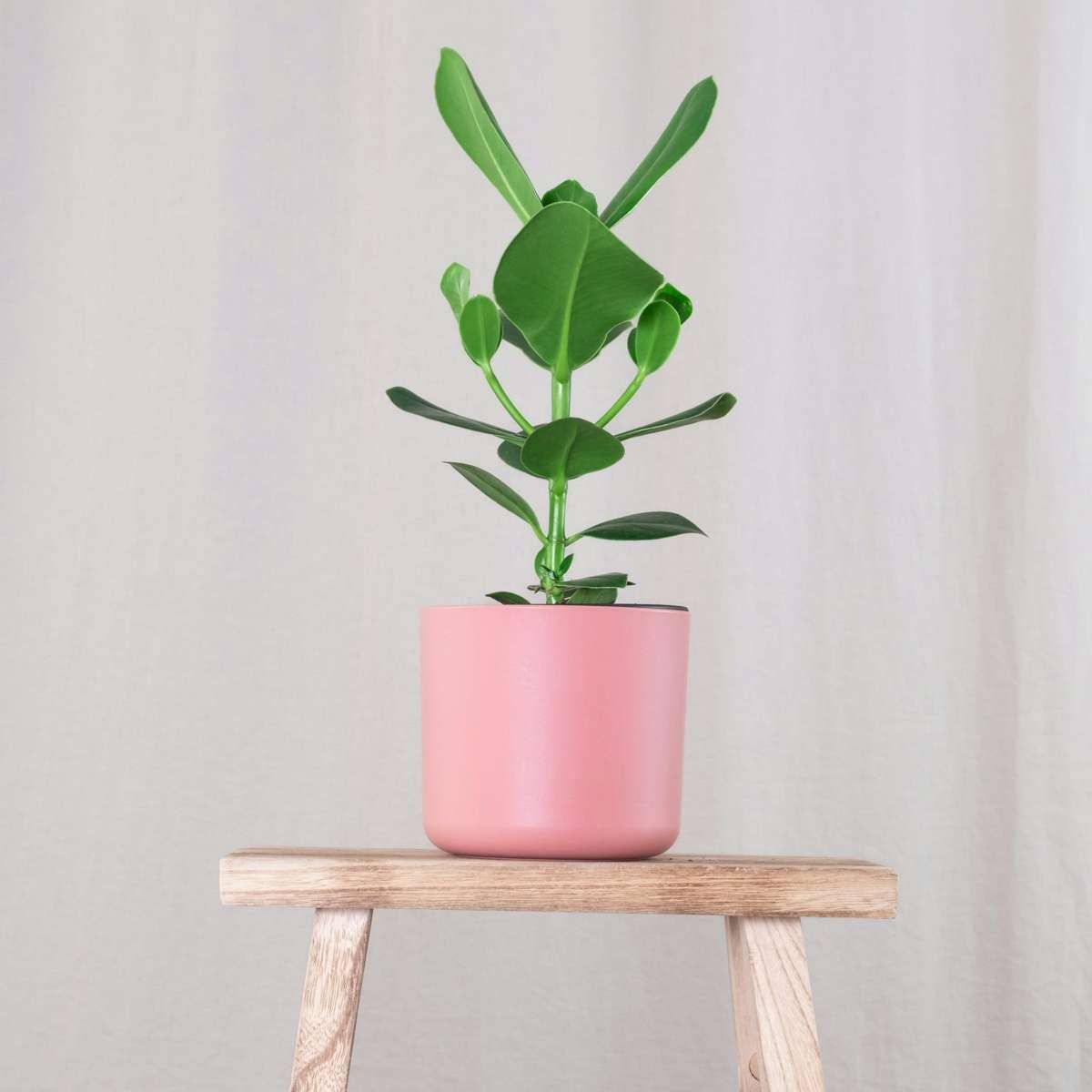 Oasis of Life - Wholesale Live plant - Clusia Balsam Apple – Clusia rosea 'Princess' – Height 50–60cm – Ø17cm – Air-purifying houseplant with large glossy leaves – Tropical green plant for living room & office2