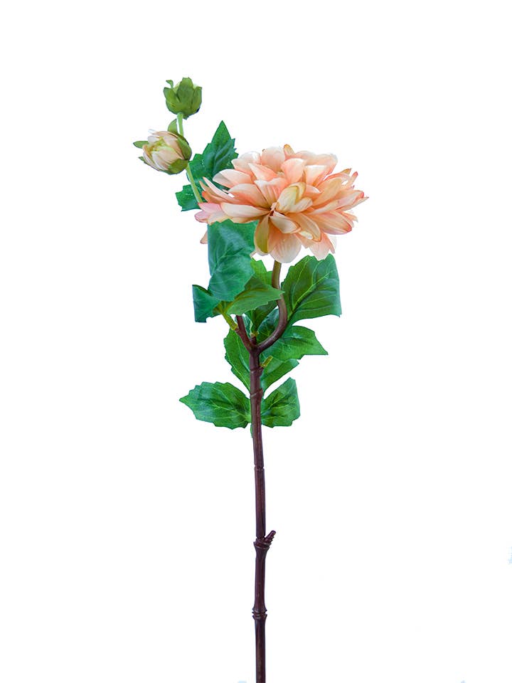 Tige de dahlia de 25 pouces pour la vente par American Best