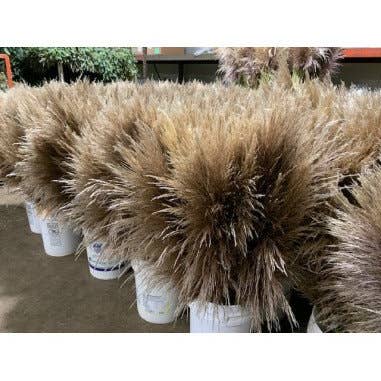 Florasource - Wholesale Fresh Cut Flowers - Pampas Grass DRY 50 stems