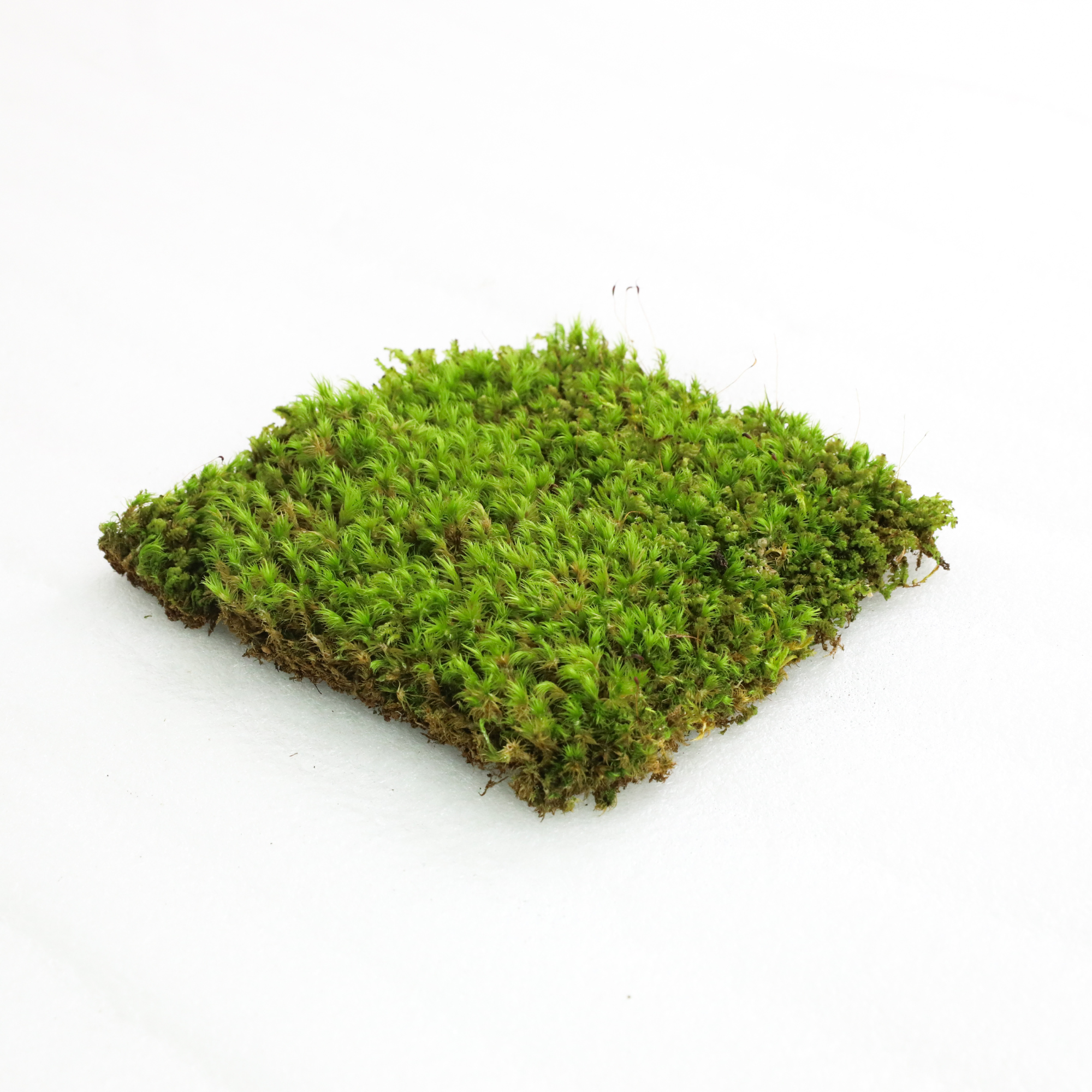 Mossify - Wholesale Live plant - Live Mood Moss – Dormant 6x6" Squares, Hand-Harvested11