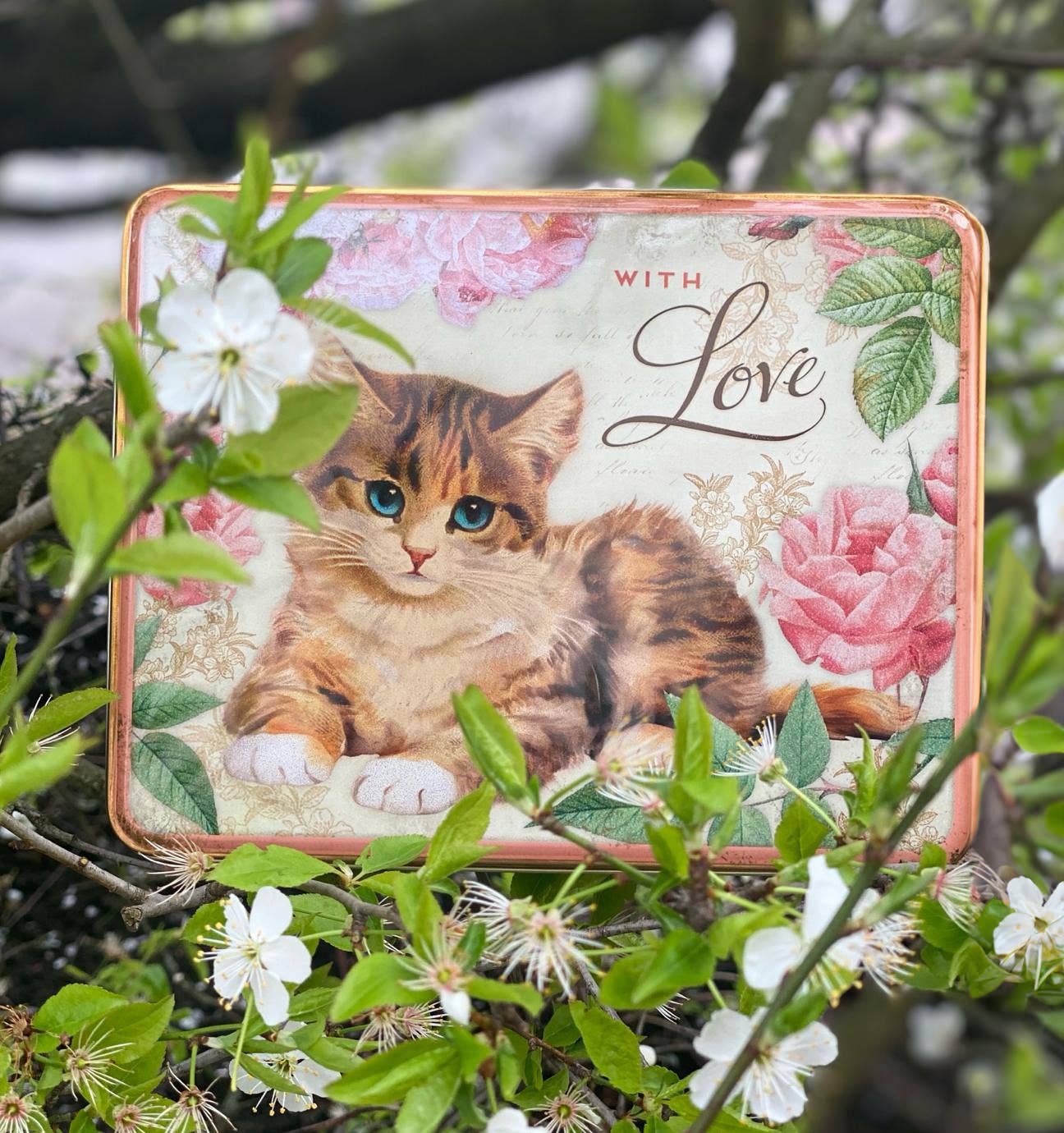 Tin Treats – wholesale Kitchen storage/organiser – Nostalgia - With Love Kitten Deep Rectangular Tin with Biscuits1