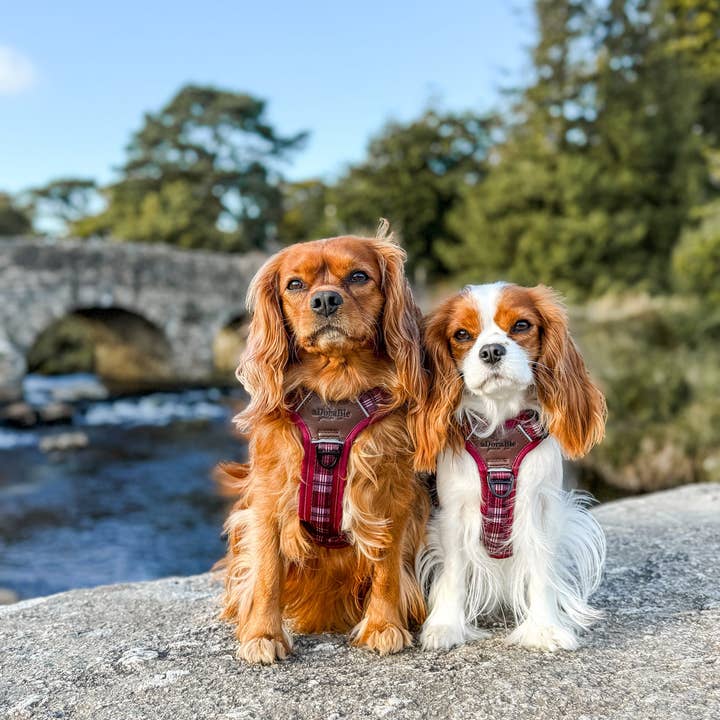 The aDoraBle Pooch Company - Wholesale Pet Harness - Dog - Streamline Pro™ Dog Harness - Heritage Collection - Merlot Manor10