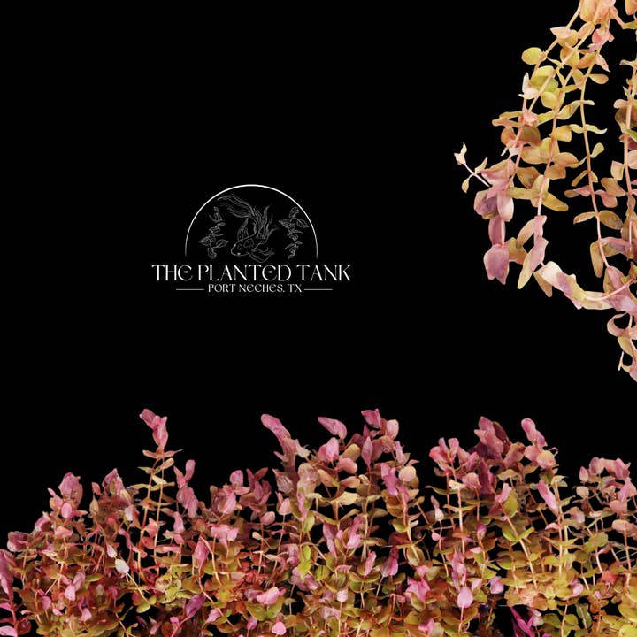 Rotala Macrandra ~ “Small Leaf” for wholesale by The Planted Tank