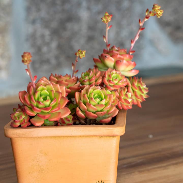 SQUARE BOWL - TERRACOTTA CLAY for wholesale by Vasos Quadrados by EM