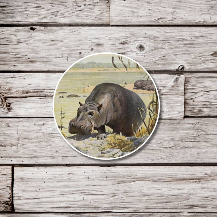 Hippo Sticker, Hippopotamus Sticker, Animal Sticker for wholesale by NatureCuts