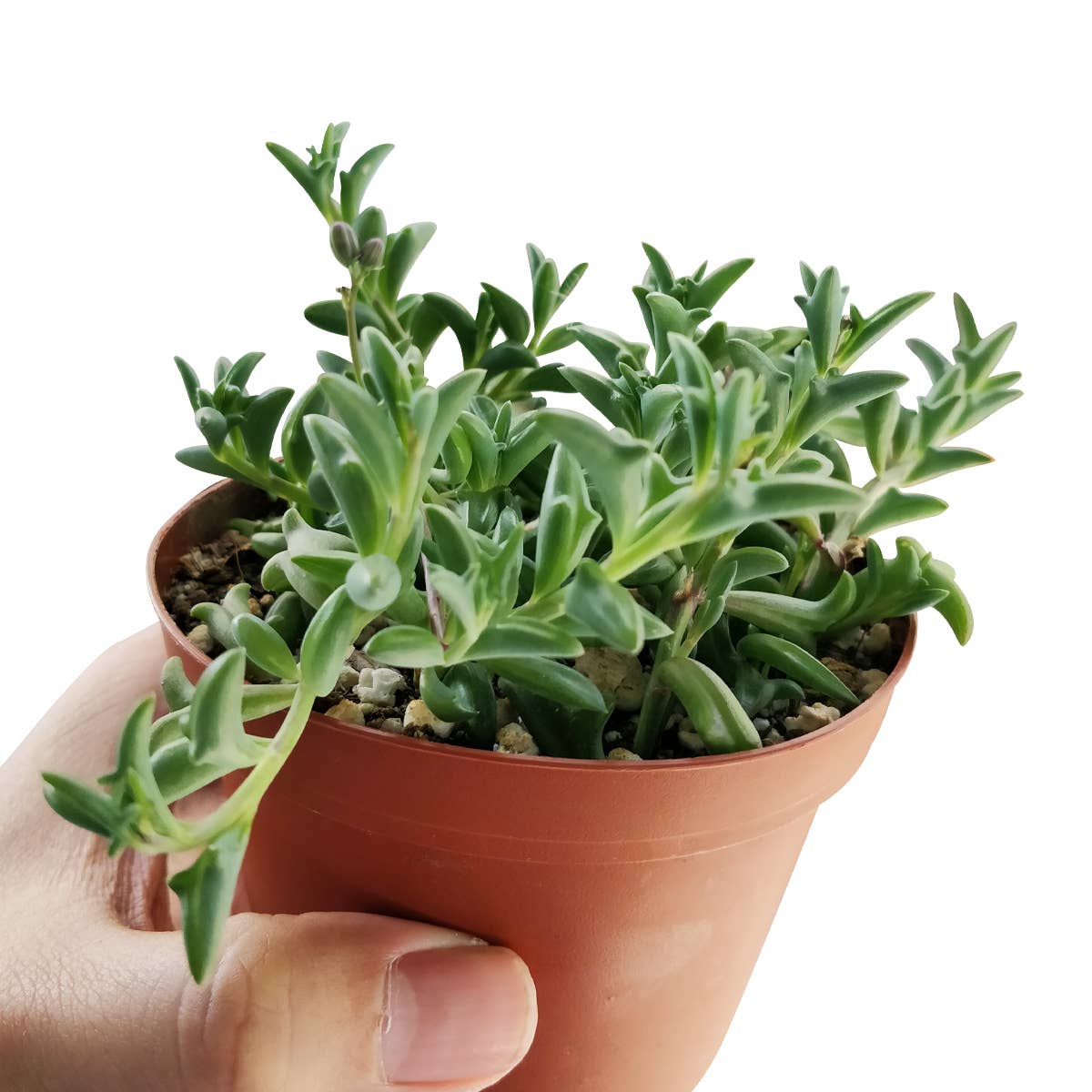Best Plant Friend - Vente Succulentes - Collier de dauphins Senecio, succulente à suspendre, 2/4/6 pouces14