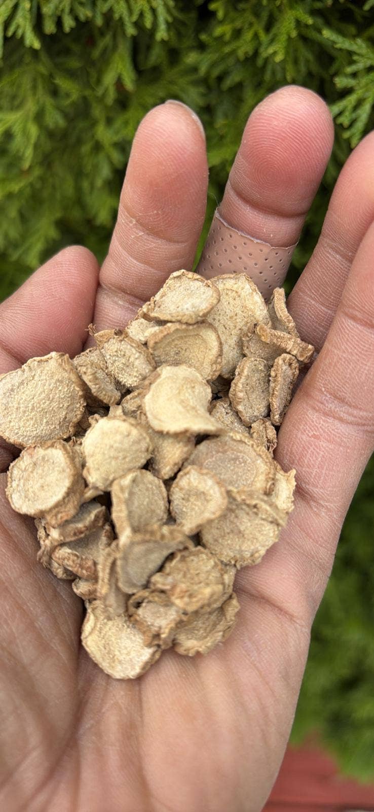 AmazeU - Vente Herbes aromatiques - Kasthuri Manjal/Curcuma Aromatica/Curcuma Sauvage Séché (50 g)0