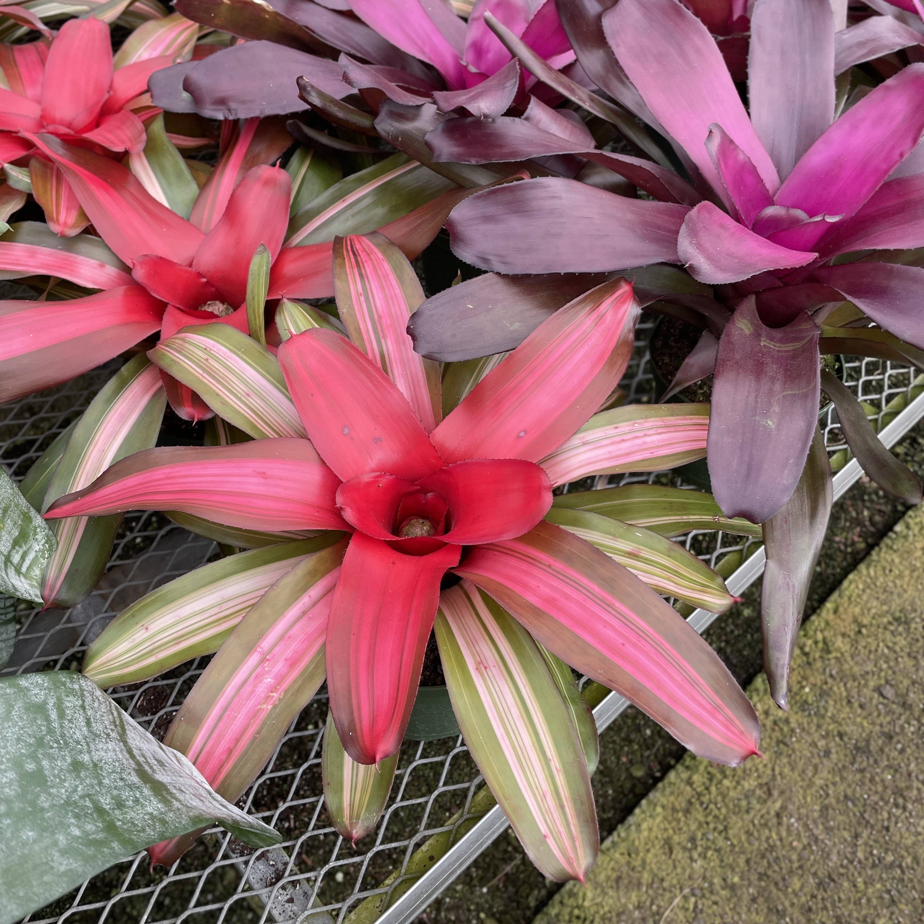 Thorsen's Greenhouse - Wholesale Live Plant - Bromeliad Neoregelia 'Neos' - Live Plant - Assorted17