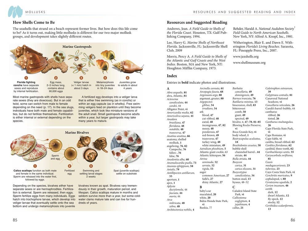 REMOVED BRAND - Wholesale Nature & Outdoors - Florida's Seashells: A Beachcombers Guide2