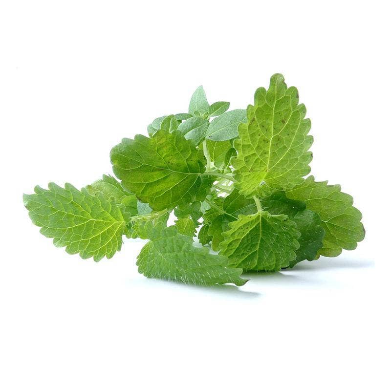 Bentley Seed Co. - Wholesale Plant Seeds - Lemon Balm Seed Packets2