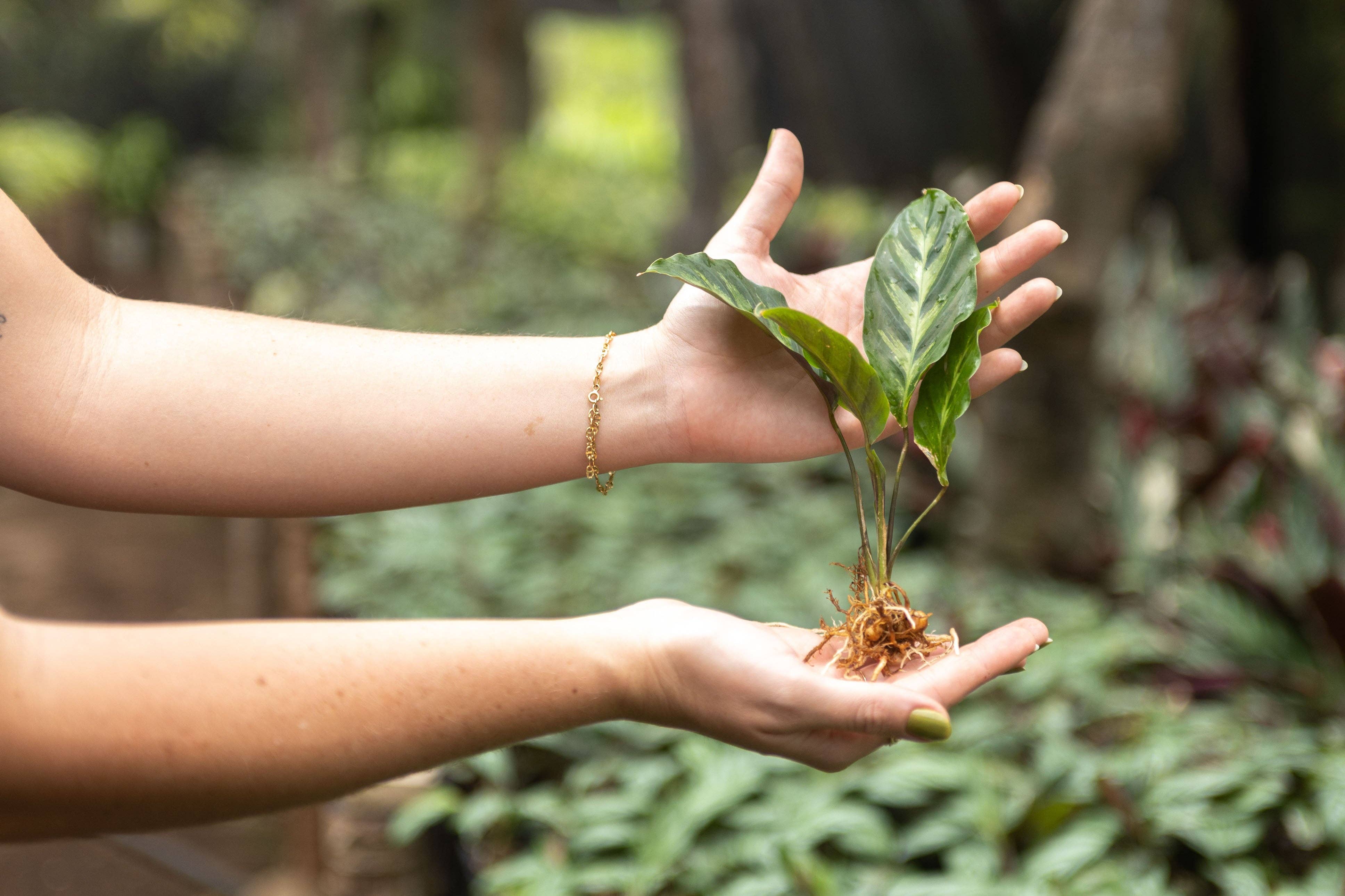 Air Plant Shop - Wholesale Live Plant - Calathea 'Prayer Plants' Rufibarba Fresh Rooted Cuttings5