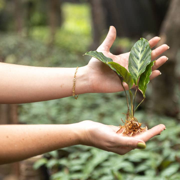 Air Plant Shop - Wholesale Live Plant - Calathea 'Prayer Plants' Rufibarba Fresh Rooted Cuttings5