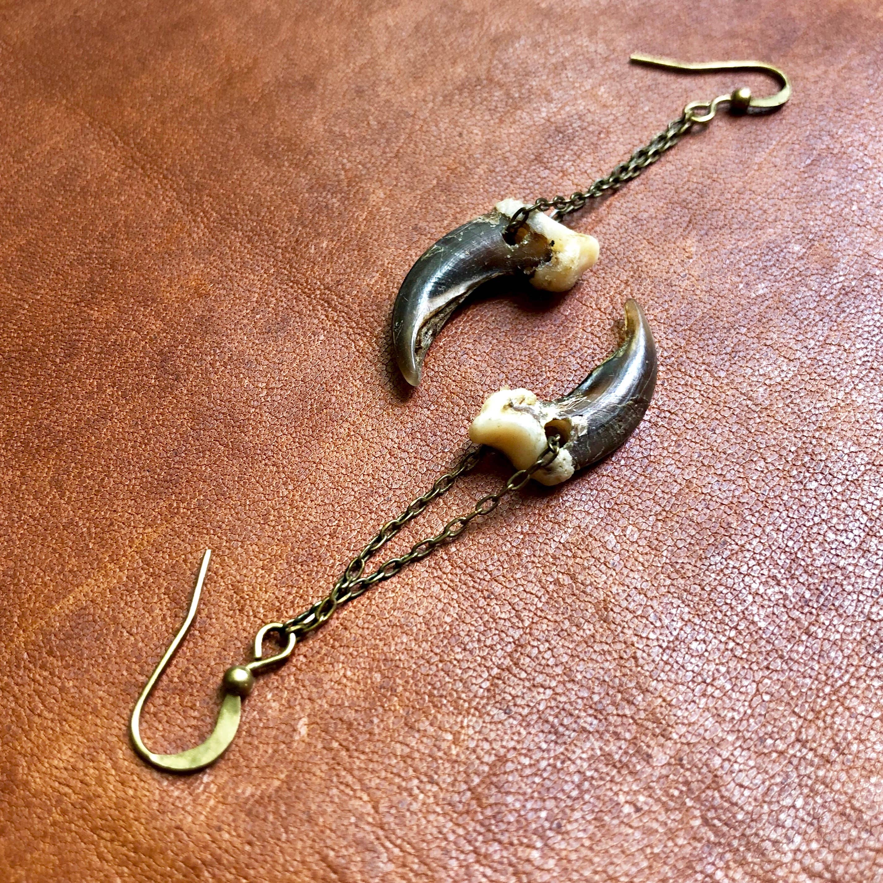 ASTALI - Wholesale Dangle Earrings - Coyote Claw Earrings, Real Claws, Dangle Earrings, Taxidermy6