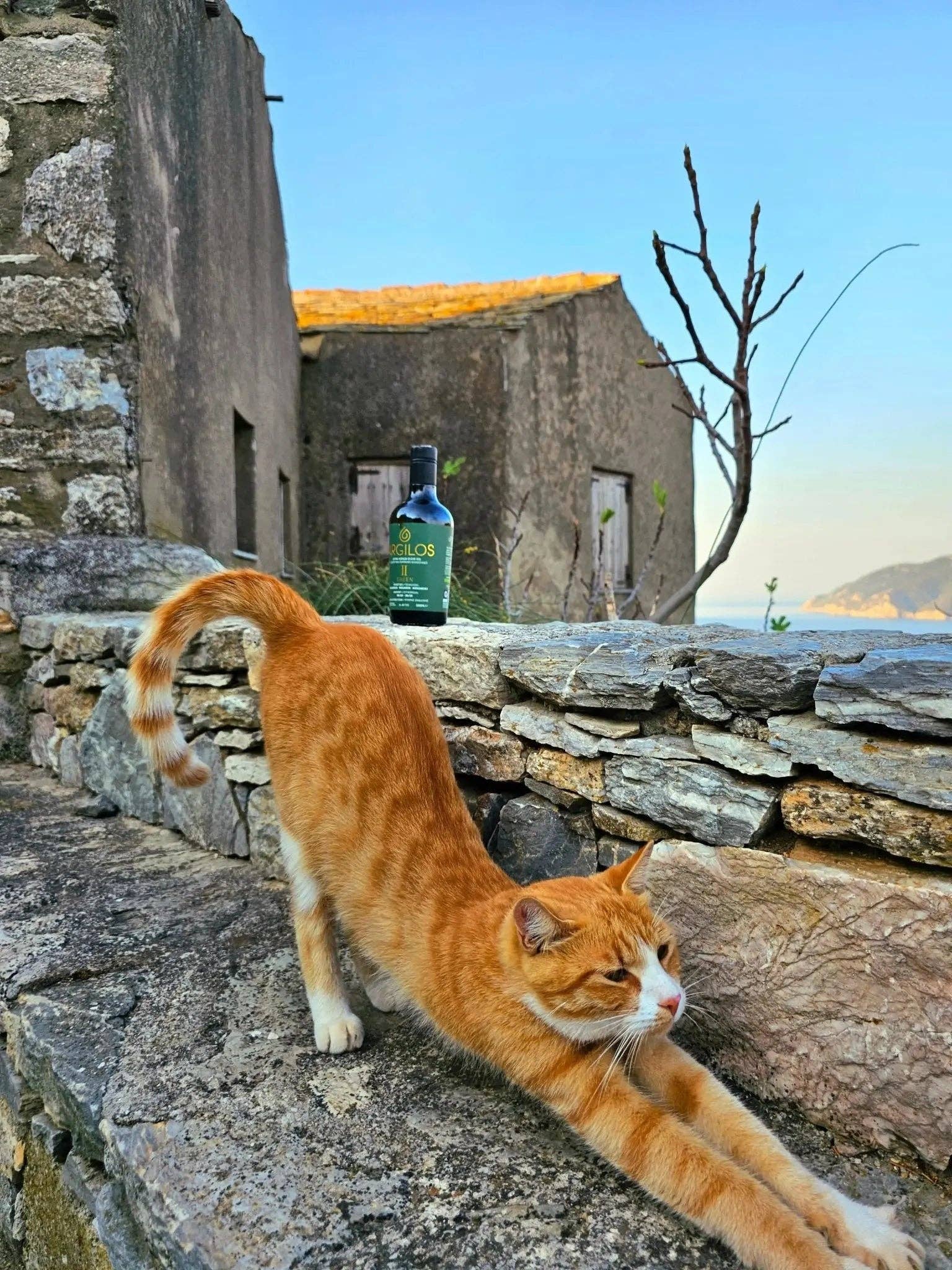 ARGILOS - Wholesale Olive Oil - ARGILOS II GREEN Greek Extra Virgin Olive Oil (500ml)10