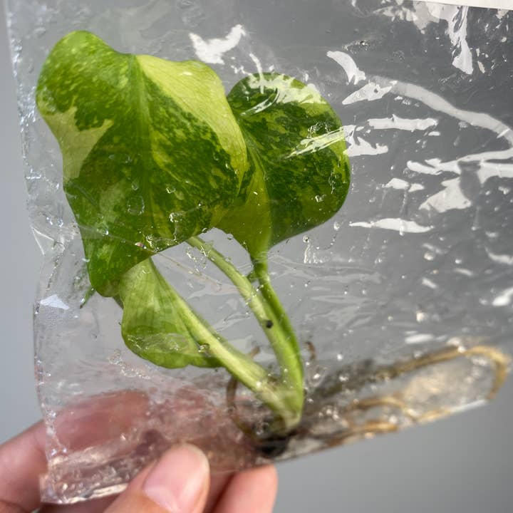 OrchidBox - Wholesale Live Plant - Monstera deliciosa "Electro Light" variegated TC Plantlet | Rare Houseplant3