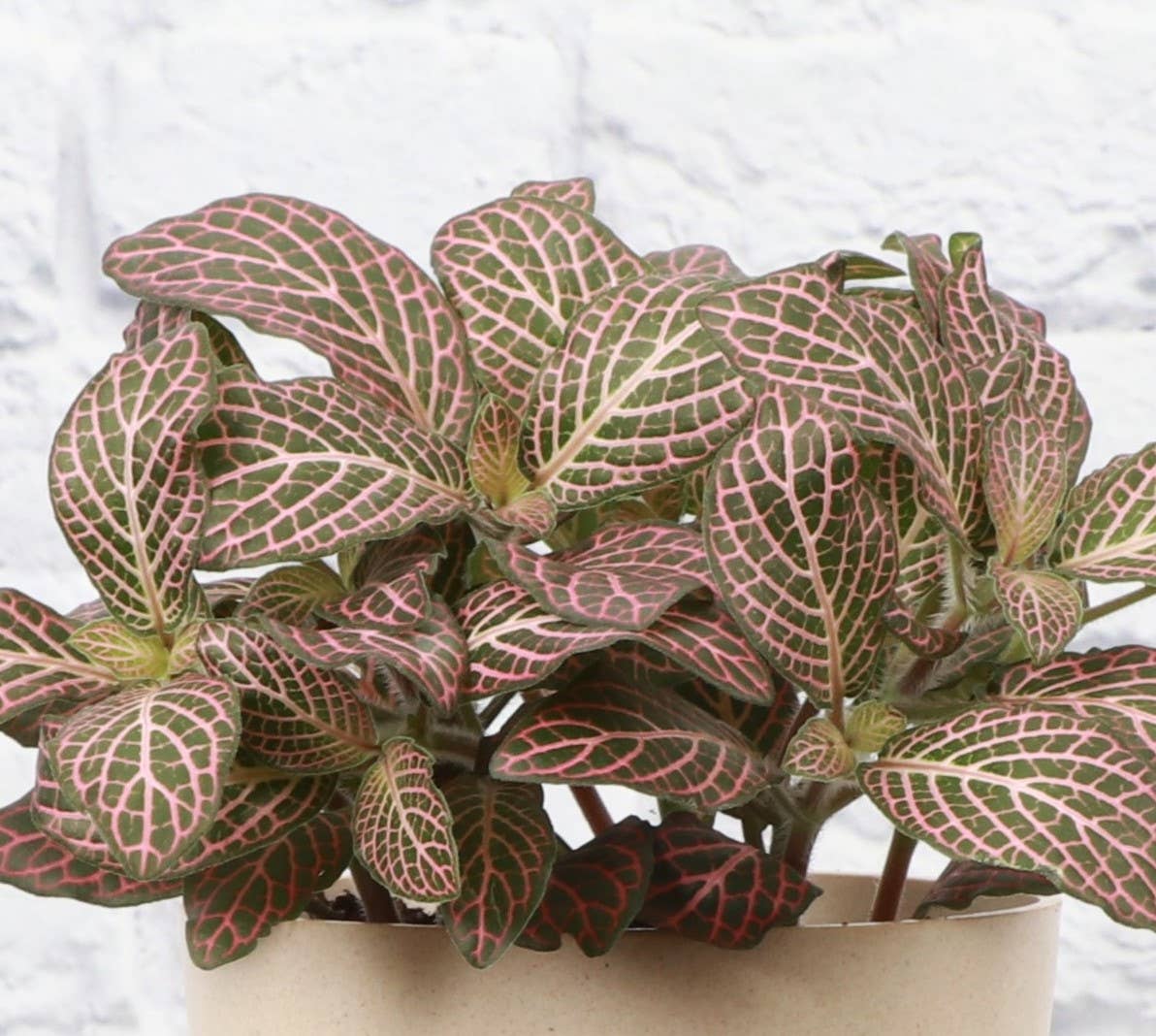 Thorsen's Greenhouse - Wholesale Live Plant - Pink Fittonia Nerve Plant - Live Plant2